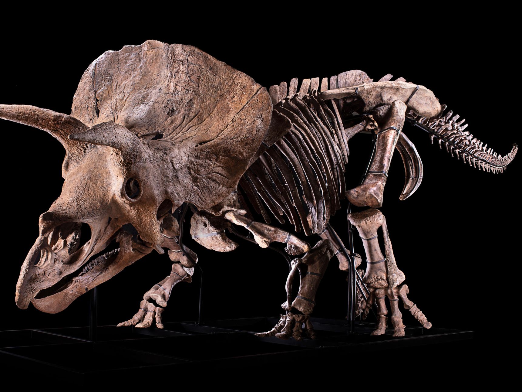 Yahoo!オークション - 即決 送料込 TRICERATOPS(トライセラ