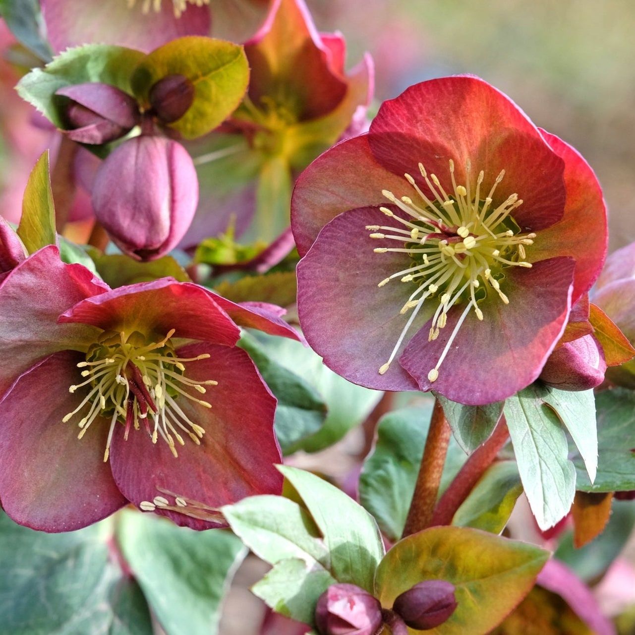Frostkiss&amp;trade; Penny's Pink&amp;reg; Lenten Rose - #1 Container