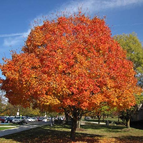 American Sugar Maple - Native Tree Makes Maple Syrup - Live Plant Shipped 2 to 3 Feet Tall by Das Farms