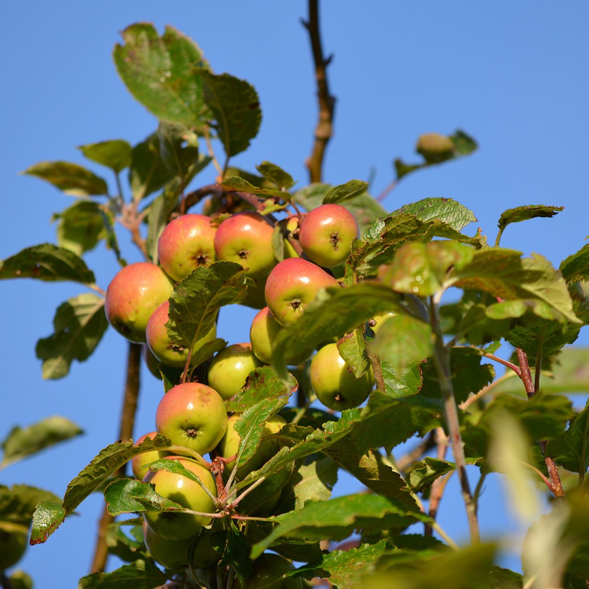 When to plant apple trees | Homes and Gardens