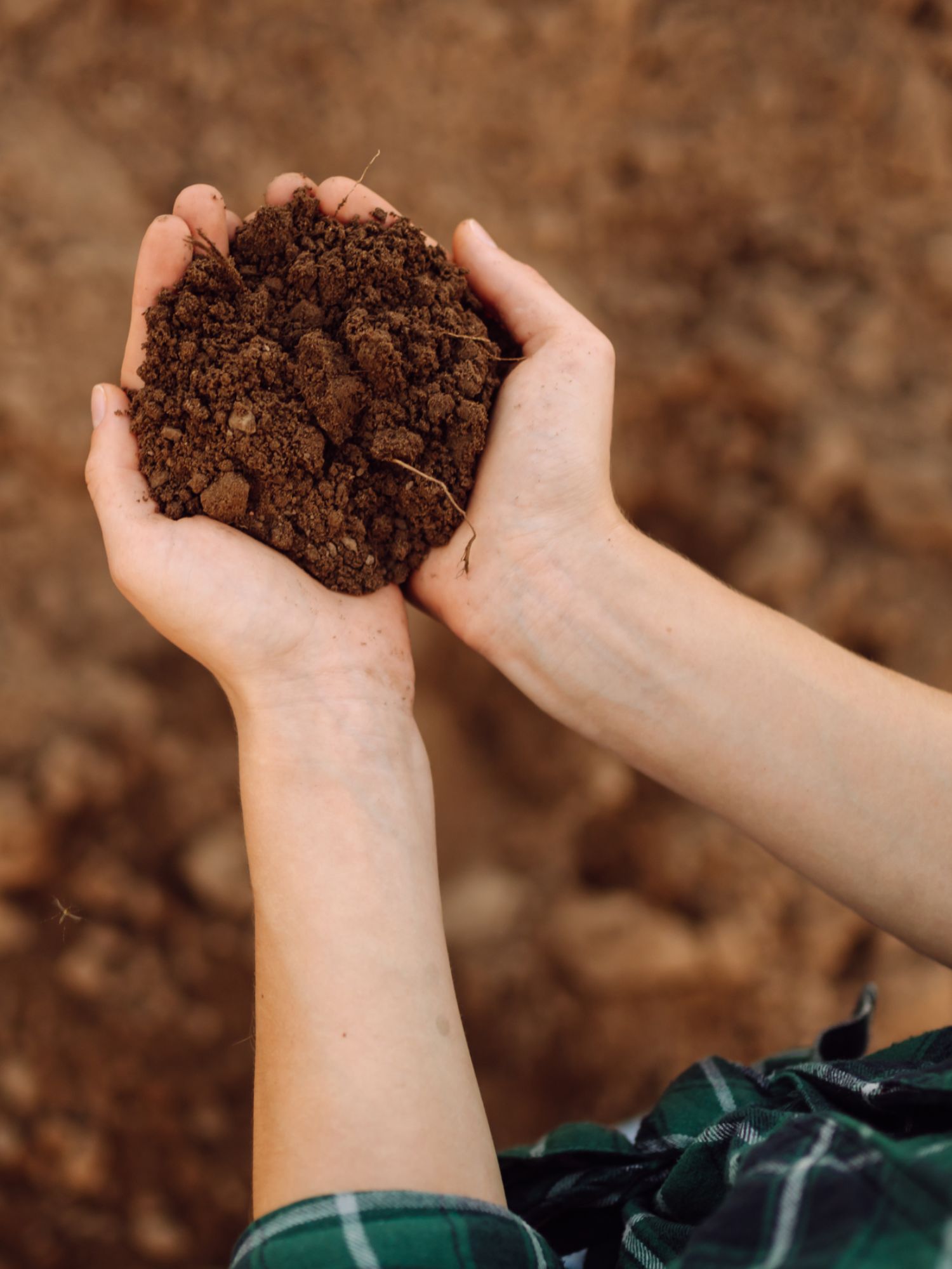 Woman holding garden soil in her hands