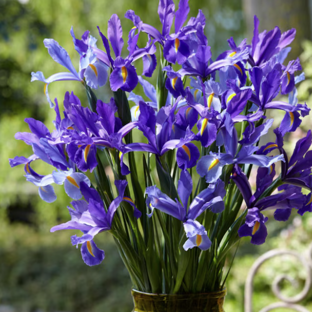 Van Zyverden Sapphire Beauty Dutch Iris Bulbs