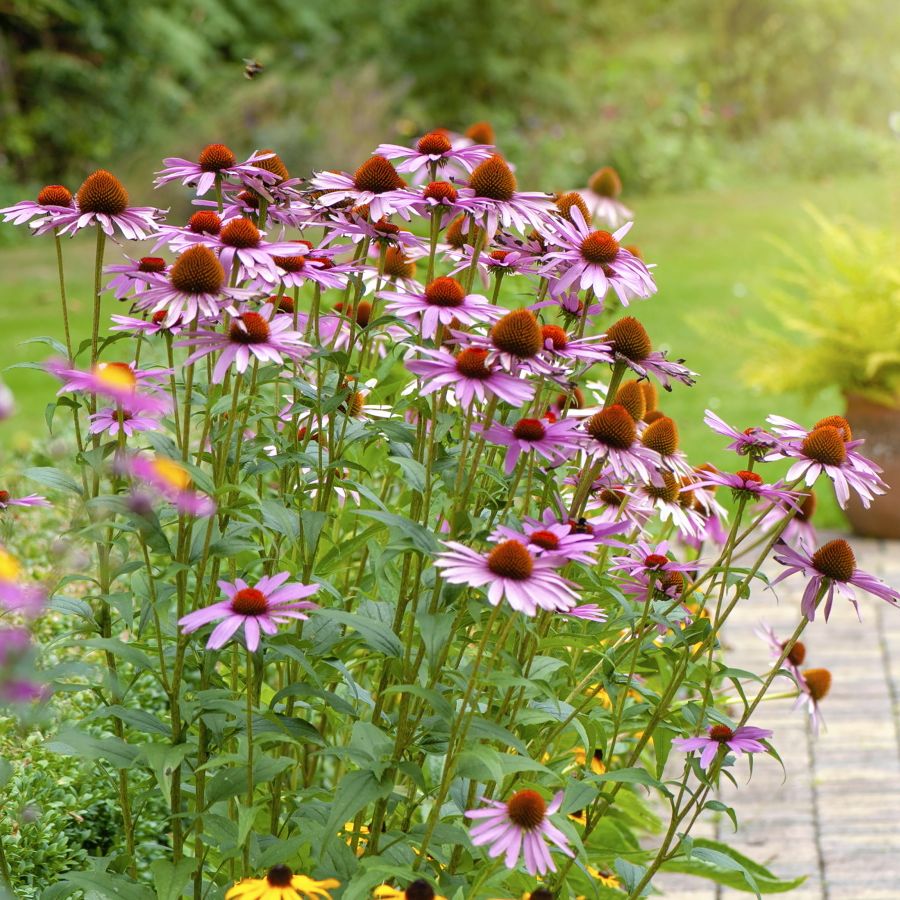 Coneflower and rudbekia line a garden path