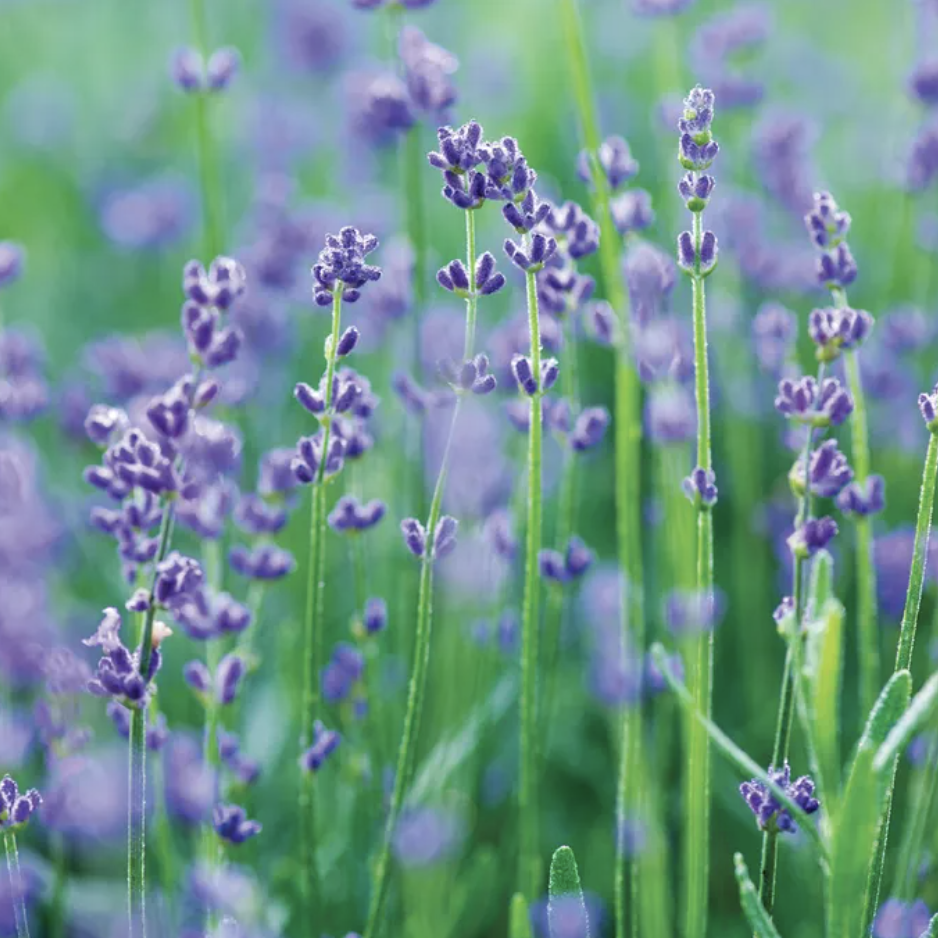 lavender munstead from Burpee