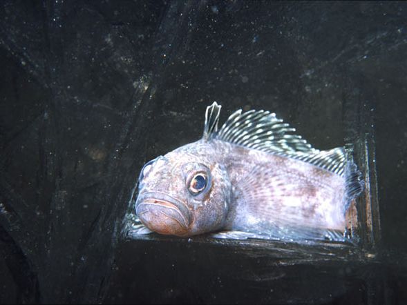 antifreeze polar fish Cold, Hard Fact: Fish Antifreeze Produced in Pancreas