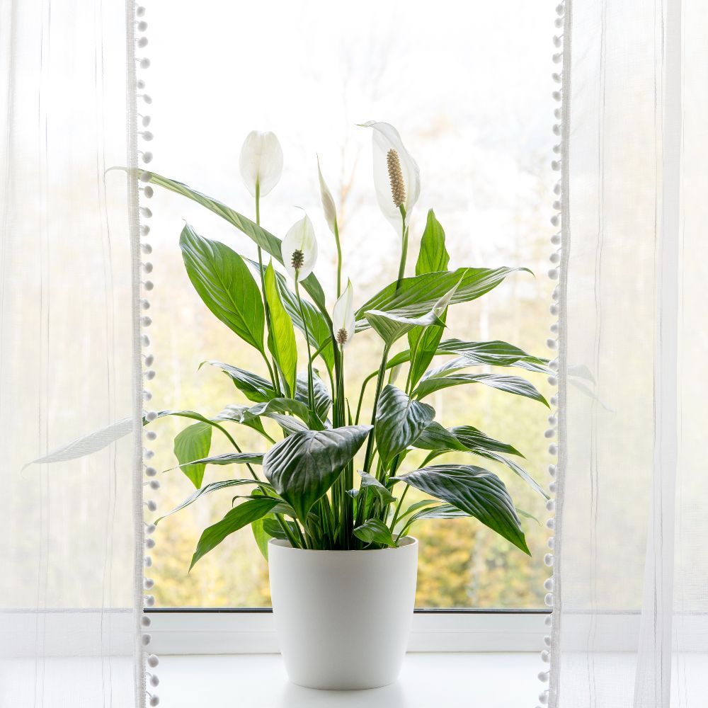How to make you own peace lily fertilizer: expert-approved | Homes and  Gardens
