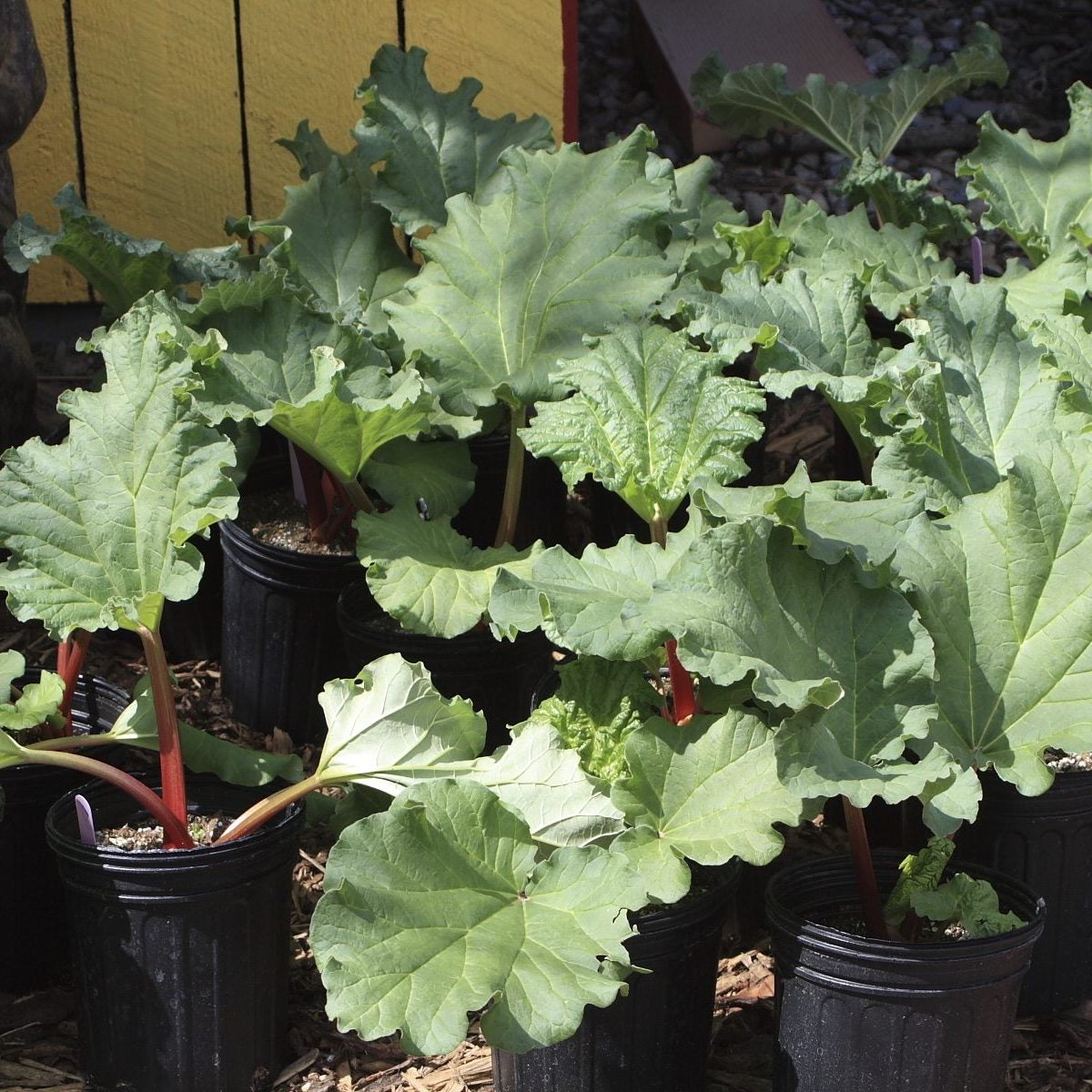 plastic plant trays Planting Tray, Large main image 0