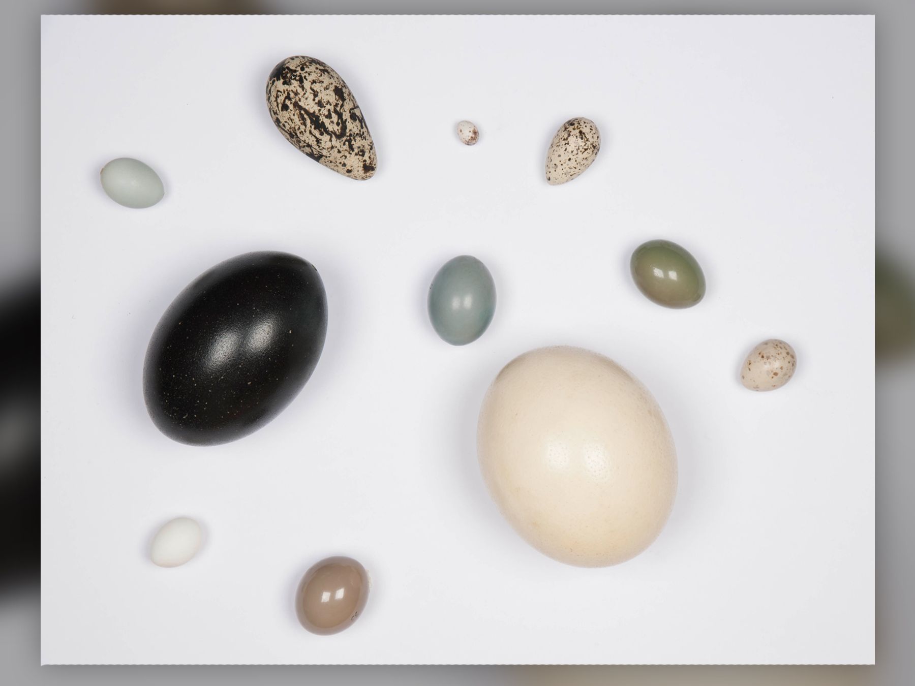 6 incredible egg facts, just in time for Easter | Live Science