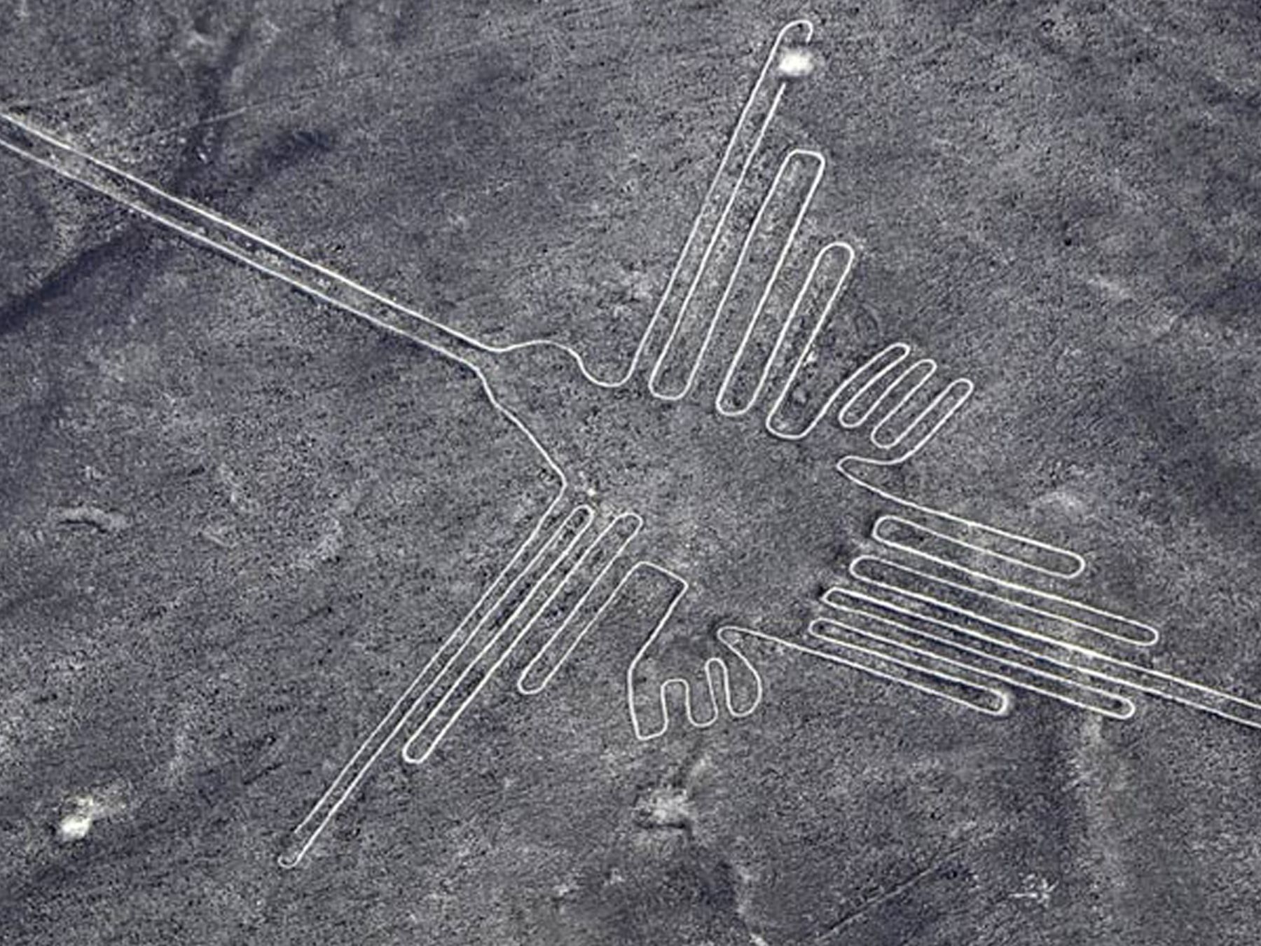 Nazca Lines Tree