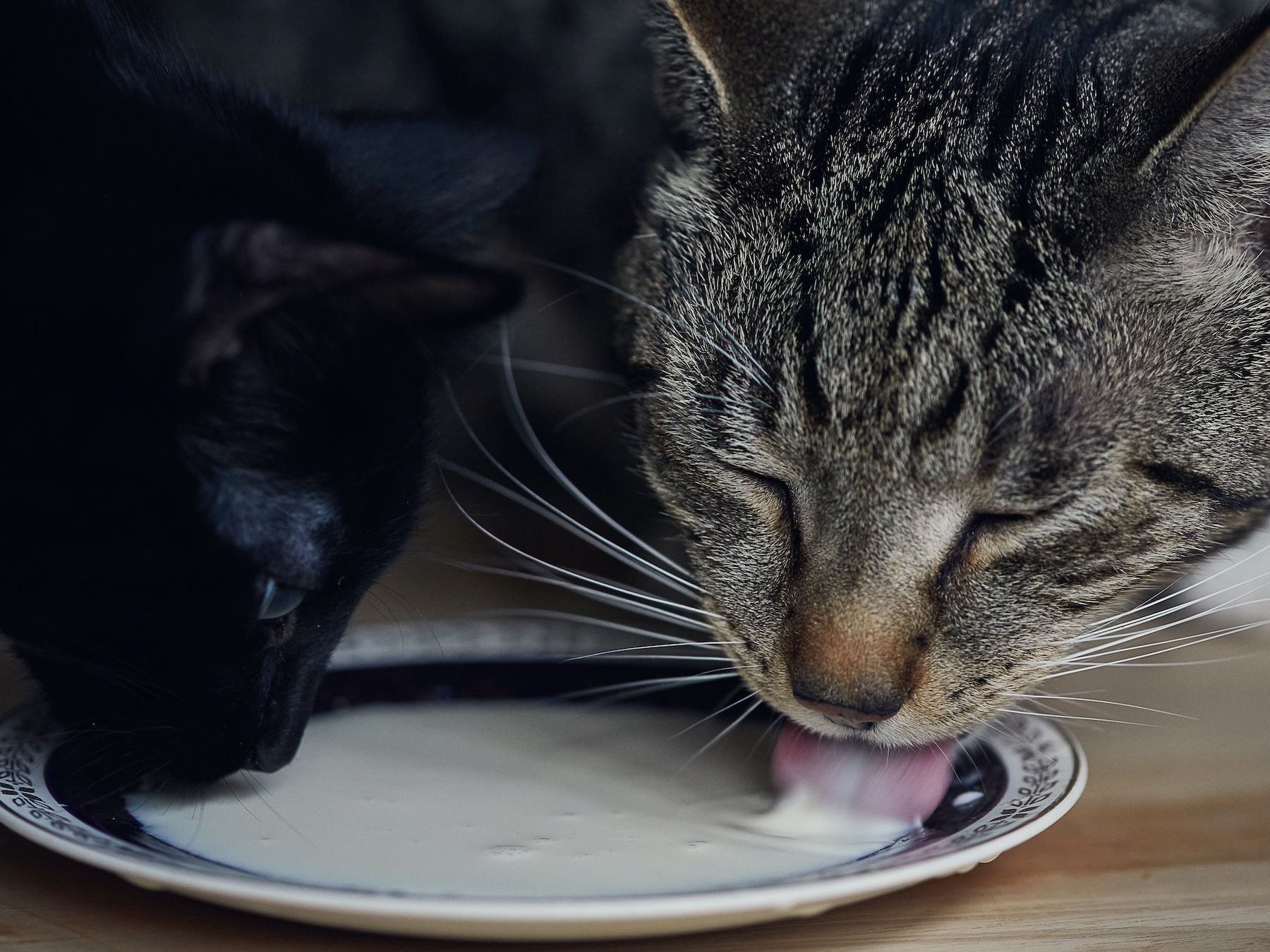can dogs and cats drink milk
