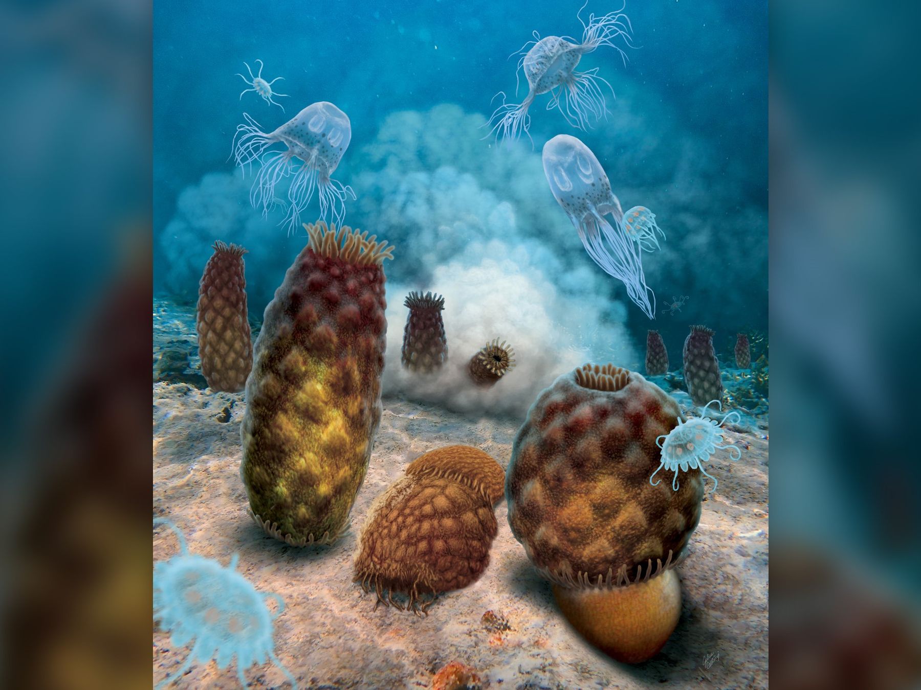 Oops, this 300 million-year-old 'blob' fossil was upside down. It's not a  jellyfish after all. | Live Science, image size:1800x1350