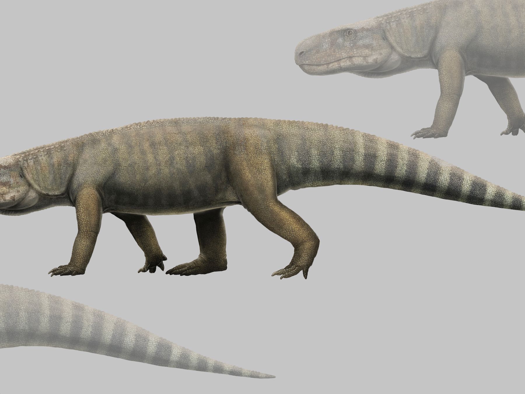 240 million-year-old 'crocodile beast' was one of the largest of