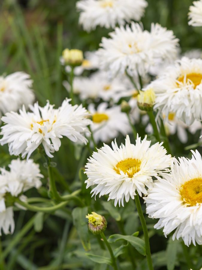 Shasta daisies