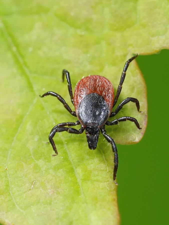 Deer tick on a leaf