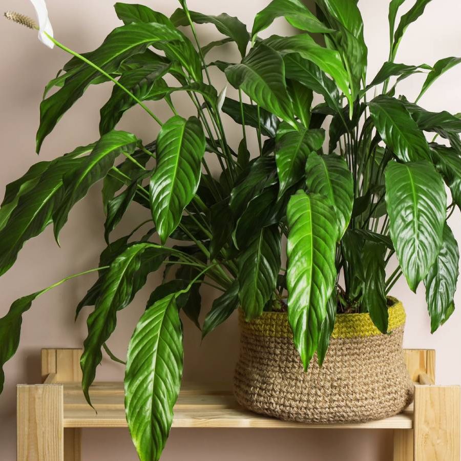 Peace lily leaves drooping? 3 causes and quick fixes | Tom's Guide