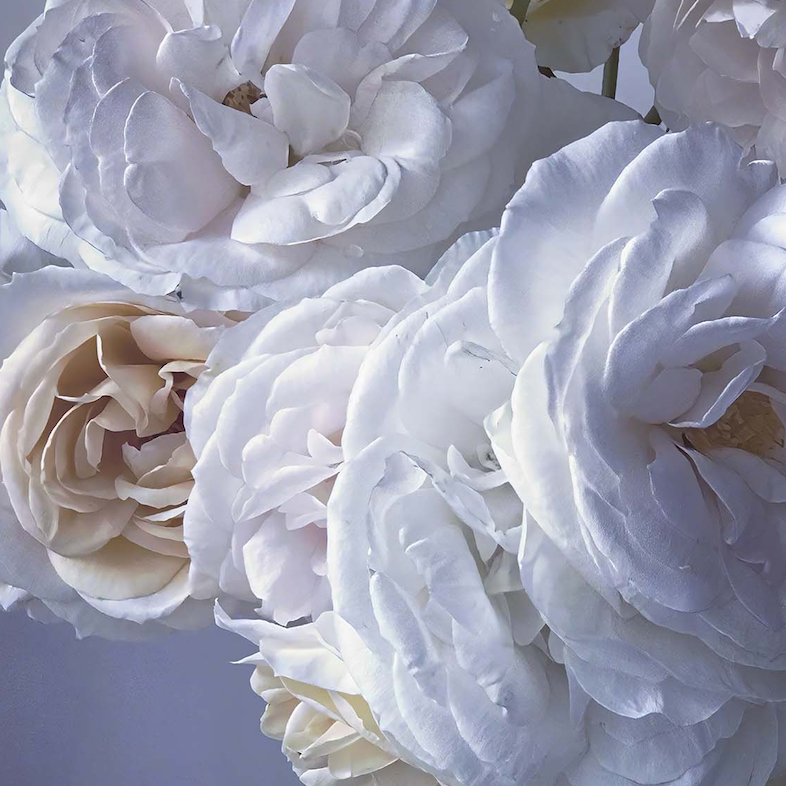 Nick Knight Rose Ⅳ Poster Nick Knight Rose Ⅳ Poster