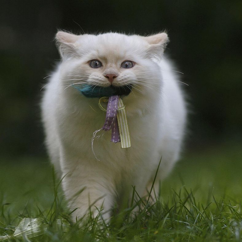 What Breeds of Cats That Act Like Dogs: Surprising Friendly Felines