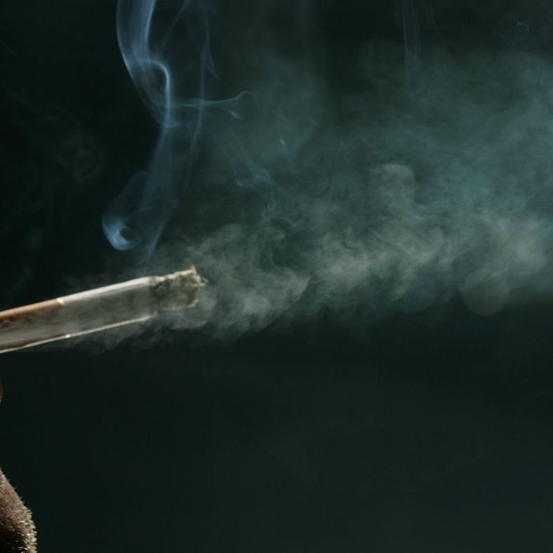 does tobacco kill tapeworms Birds in Mexico City turning to cigarettes to combat parasites : r/science Reasons to Say No to