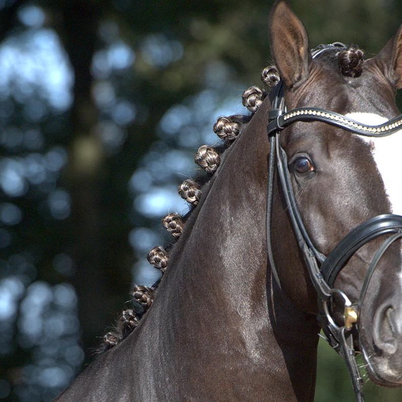 趣味・スポーツ・実用 LEX STUD STALLION REVIEW 1992 UK stallions at stud 2026 including dressage, jumping, eventing