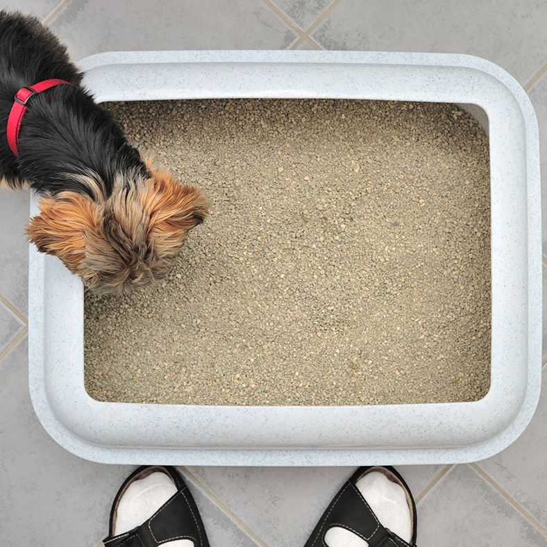 Can Dogs Use Cat Litter? Essential Facts Every Owner Must Know
