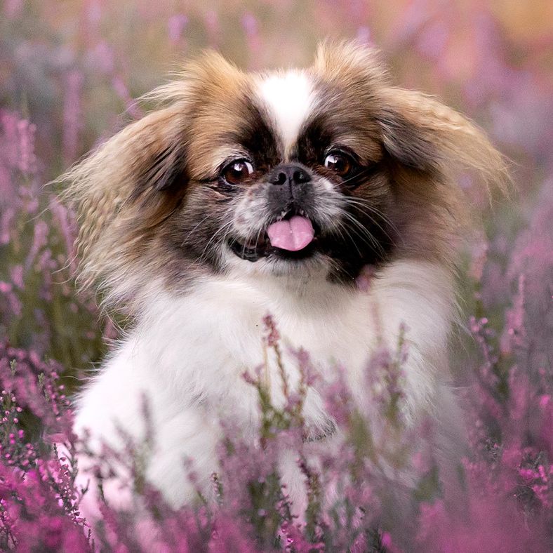 Pekingese: Breed profile and information | PetsRadar