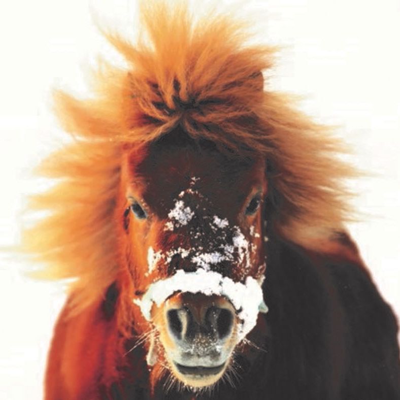 HAPPA charity Christmas card