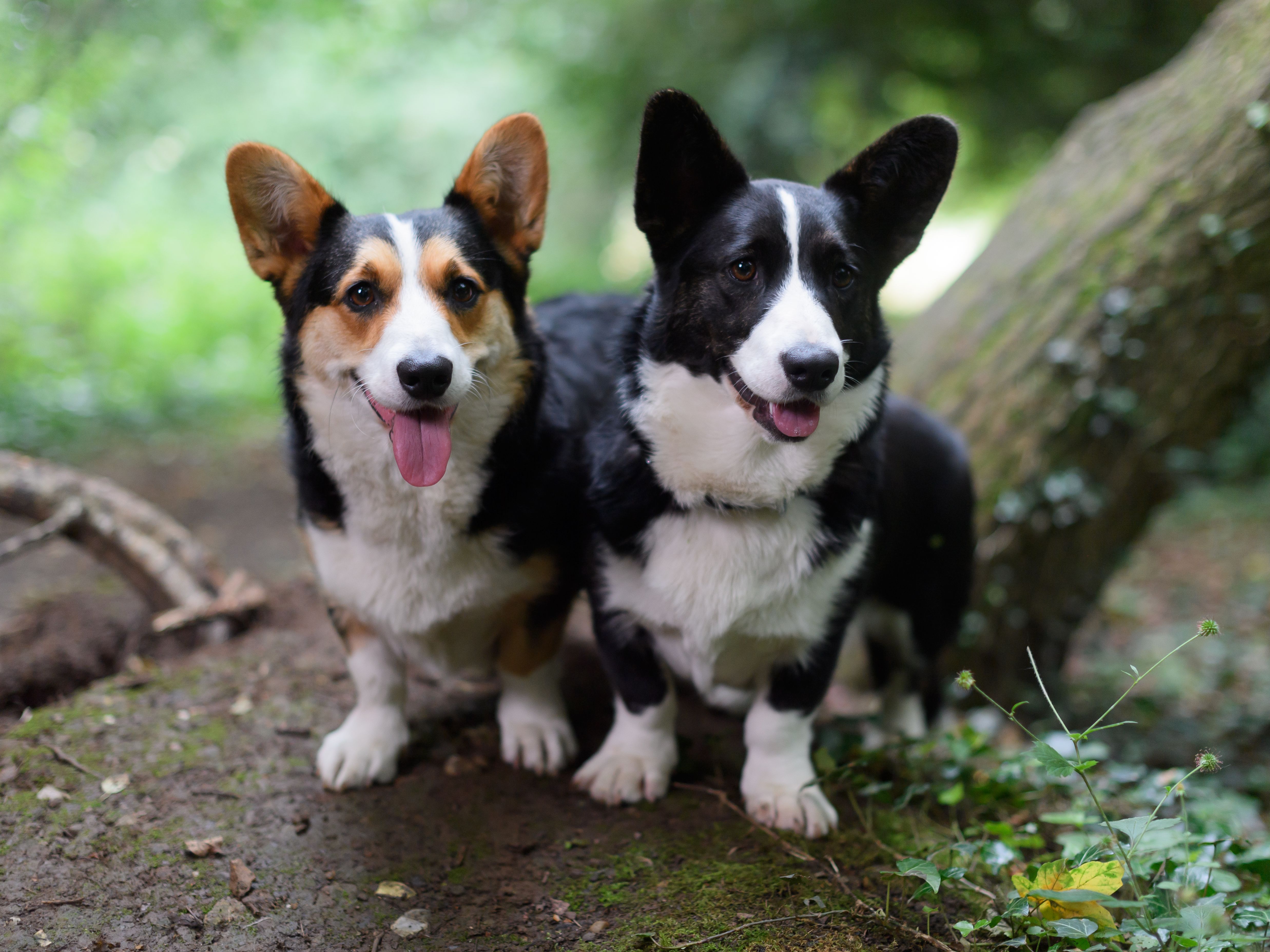 cardigan welsh corgi colors blue merle & white