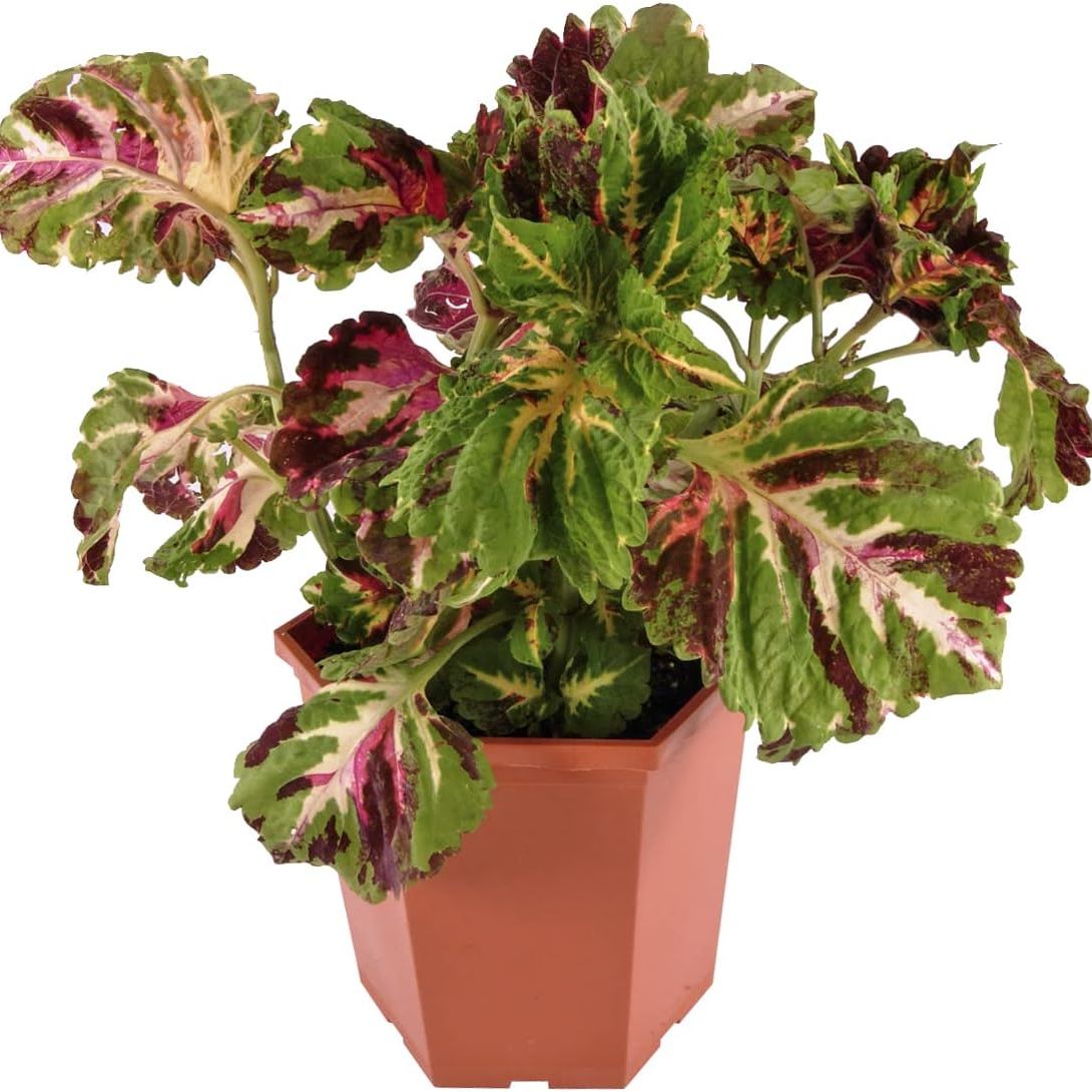 Live Coleus Plants Outdoor Plants Live Plants (4 Pack), Coleus Live Plant Potted Plant Indoor Plants, House Plants Live Houseplants Indoor King Kong Coleus Plant Gifts for Gardeners by Plants for Pets