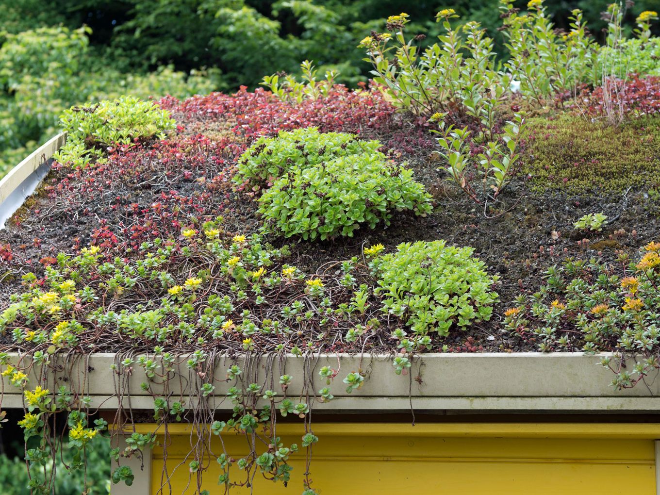 What you need to know before installing a green roof | Woman & Home