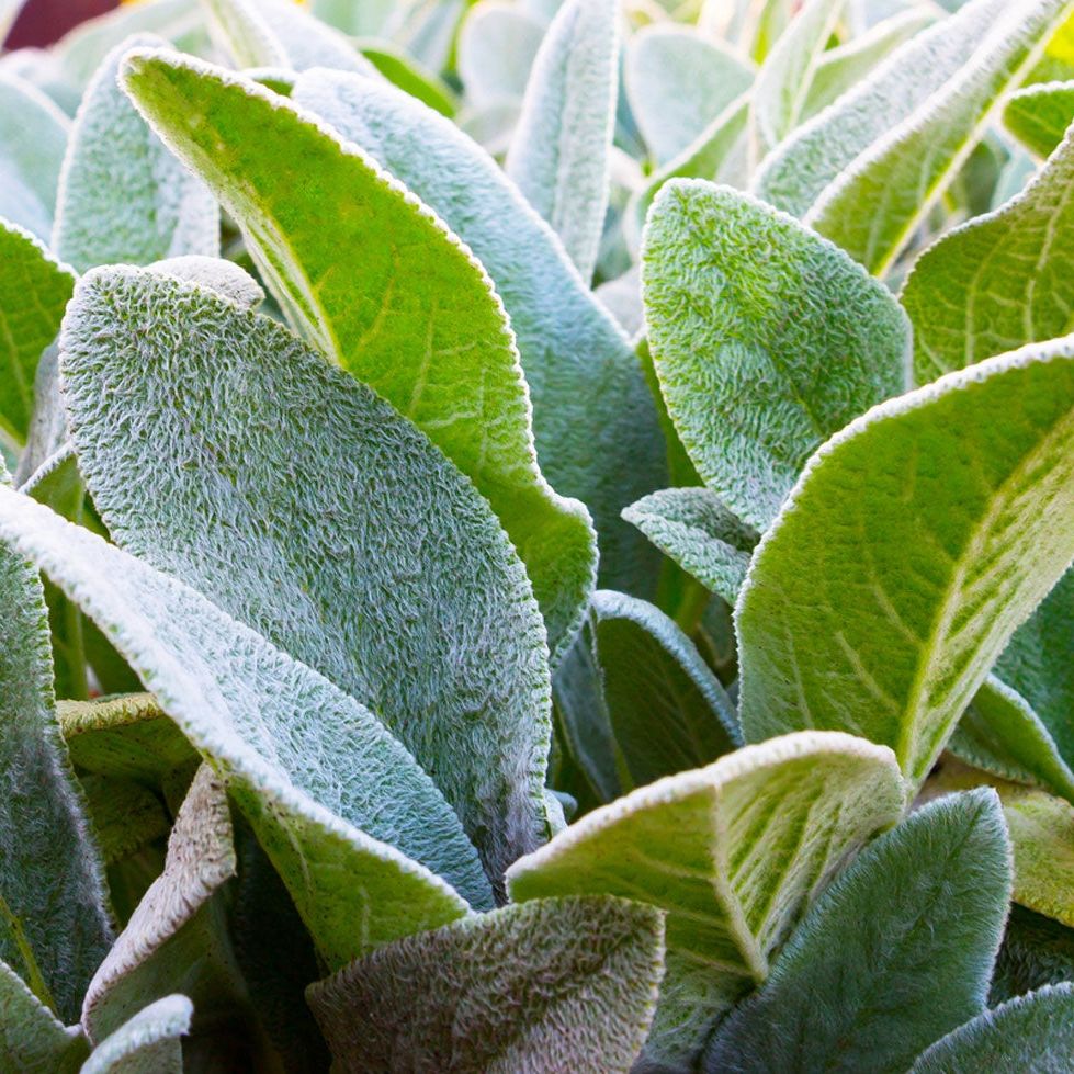 zz plant meaning ZZ Plant | Houseplant
