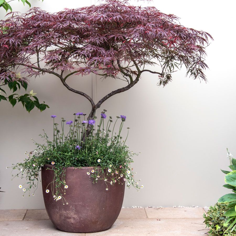 acer planted in copper container, underplanted with mexican fleabane and scabious, on patio pavers with borders of plants including hostas