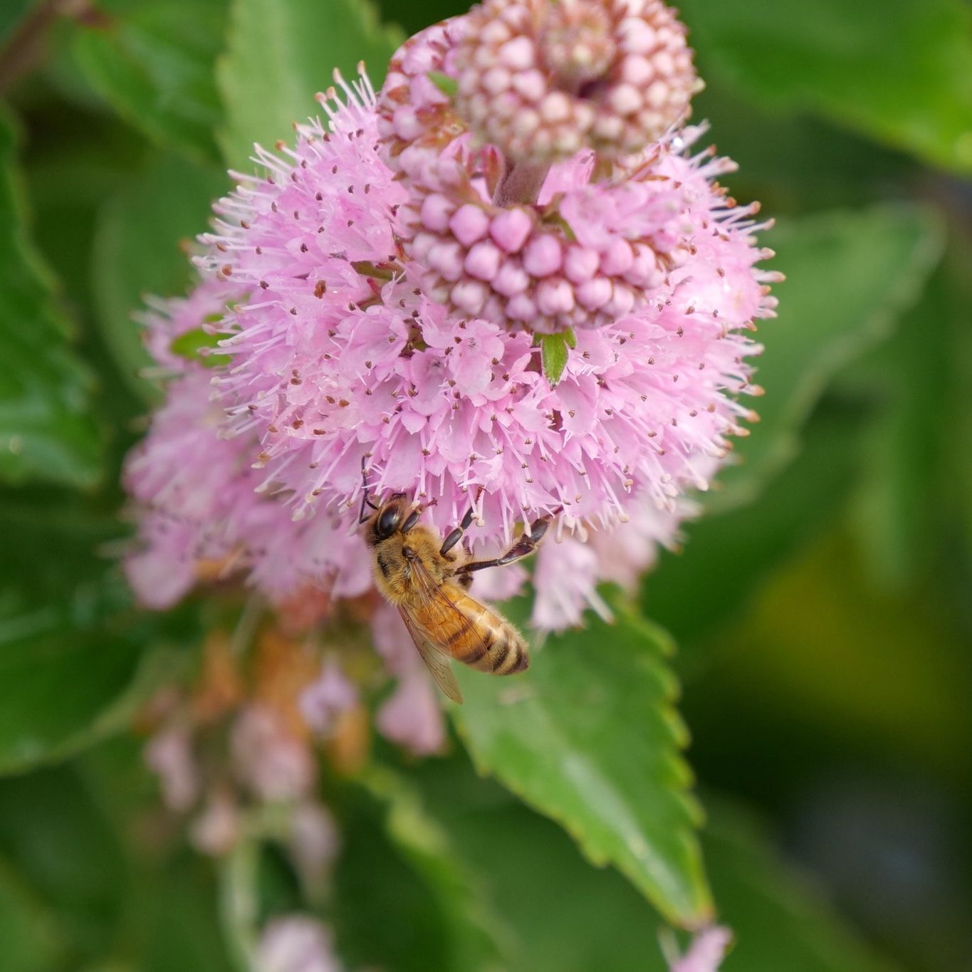 Beyond Pink'd&amp;reg; Bluebeard