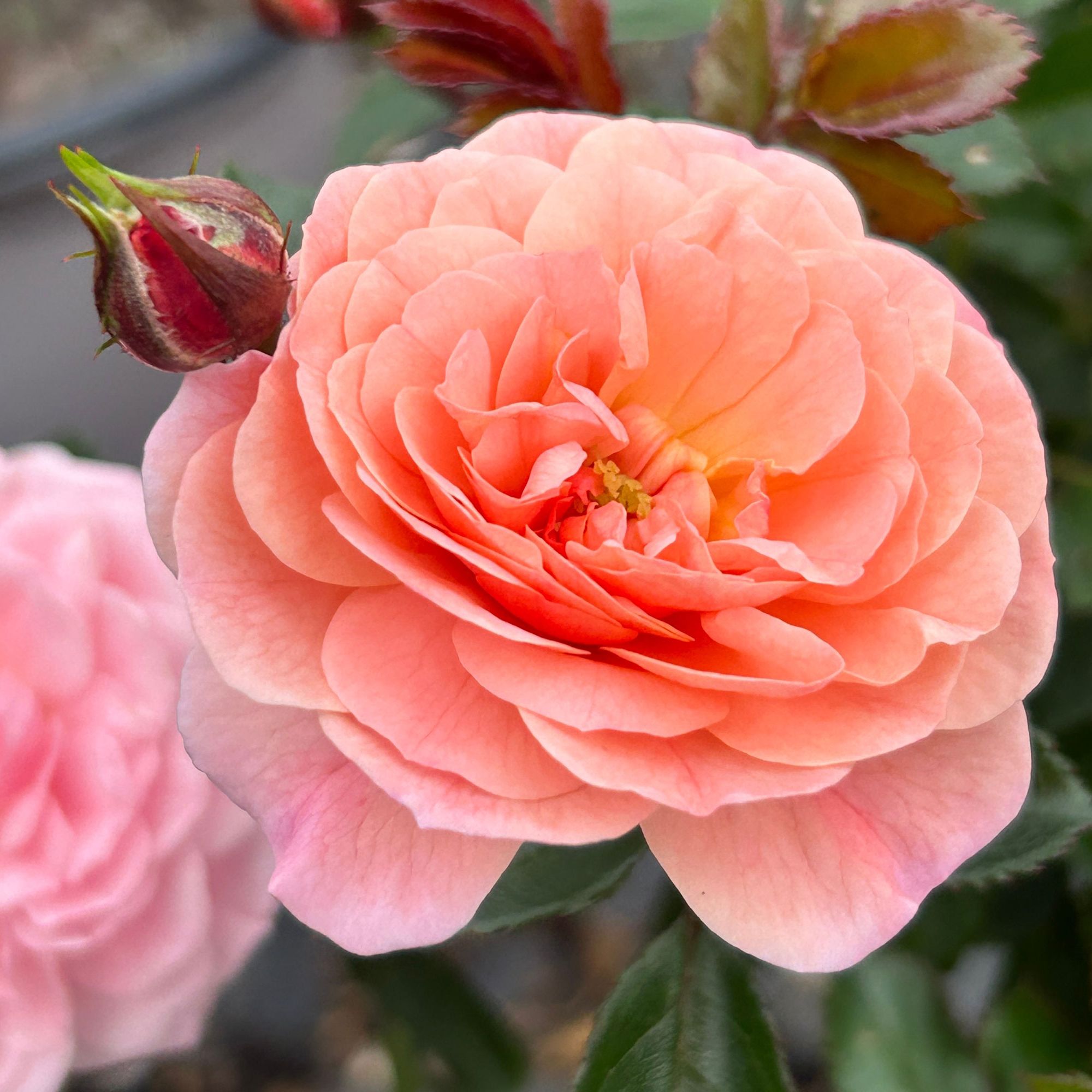 Apricot Drift rose showing apricot flowers