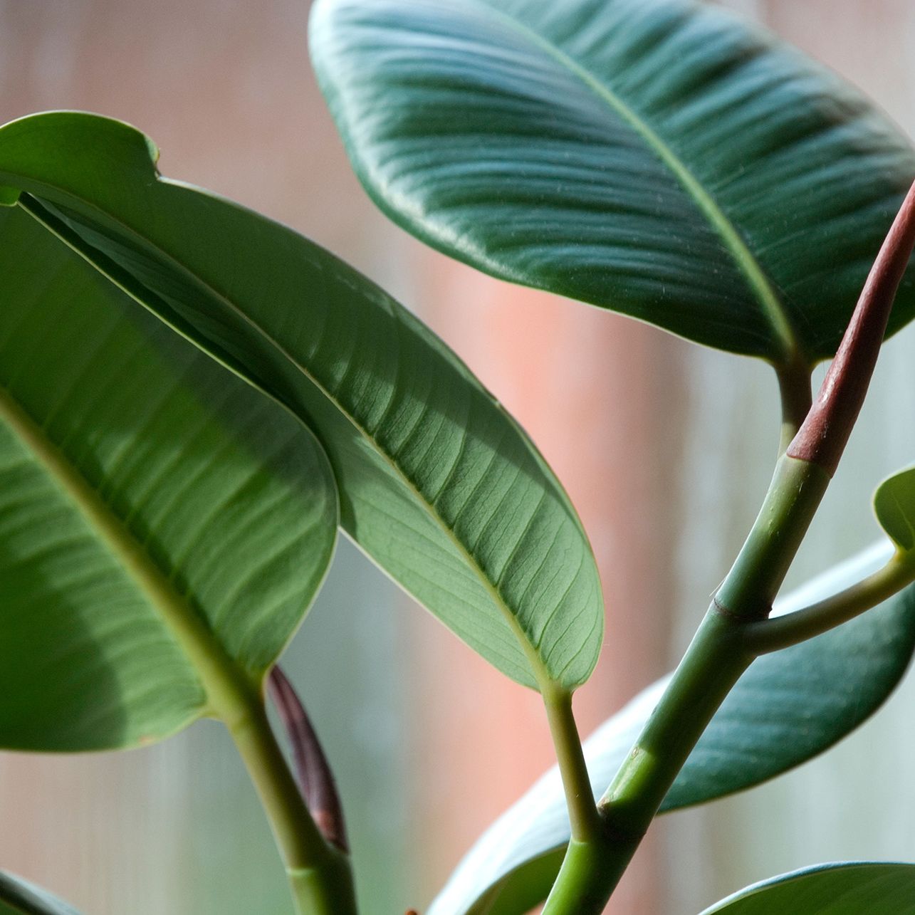 elephant ear plants indoors Buy Alocasia Green Plant main image 1