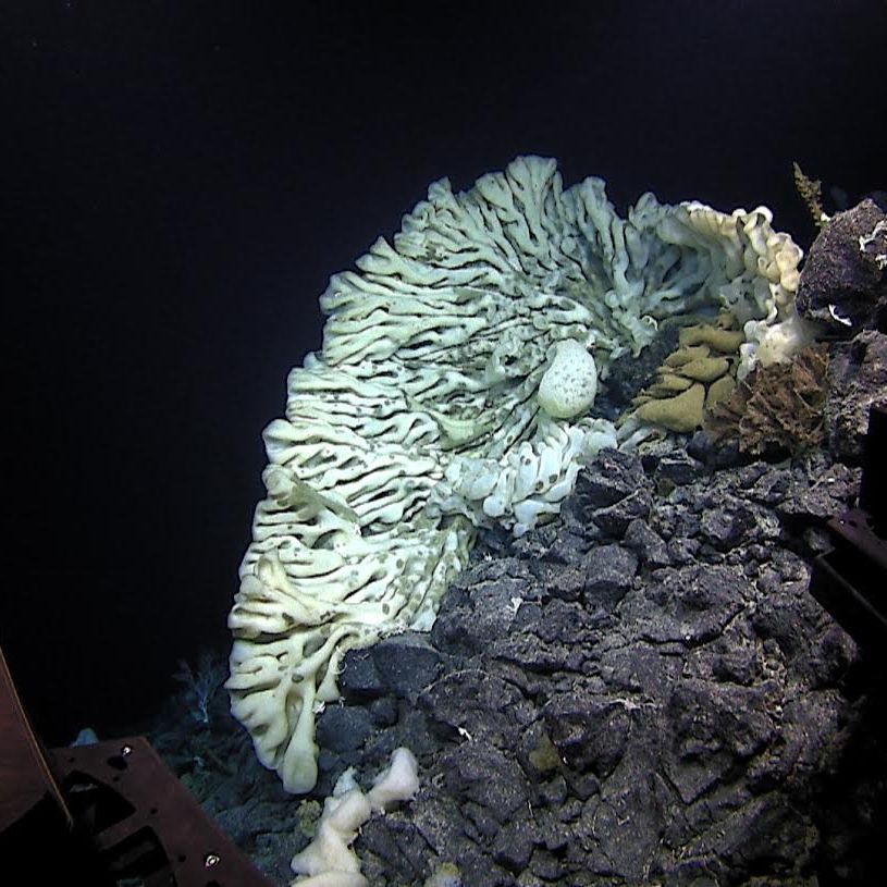 Supersponge the Size of a Minivan Found Near Hawaii | Live Science