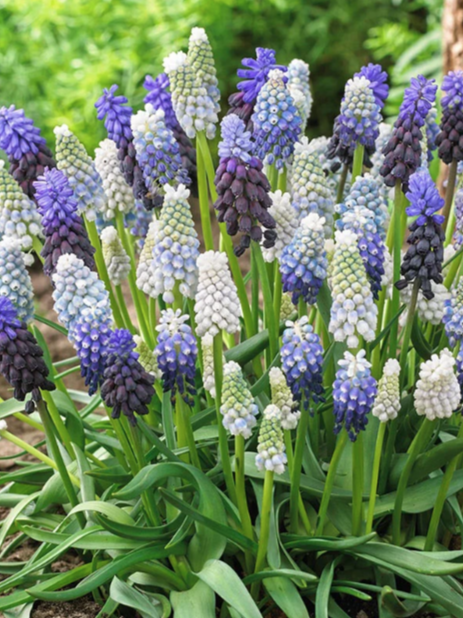 Eden Brothers, Grape Hyacinth Delft Blue Mix 25 Bulbs