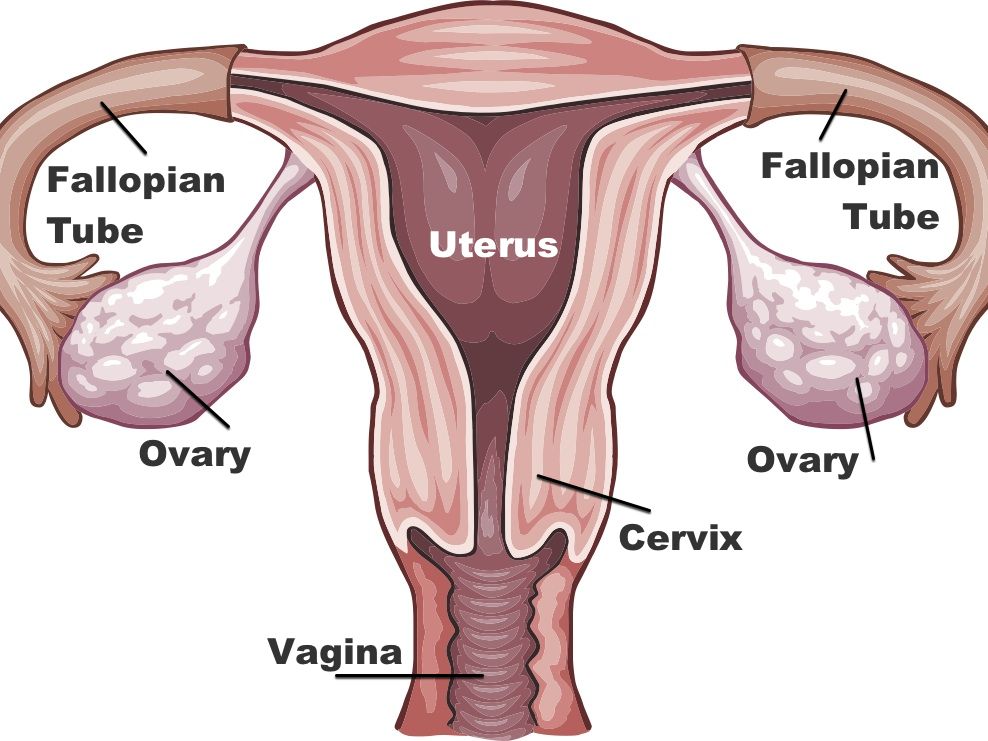 Osmirlar ortasidagi jinsiy aloqa Osmirlar ortasidagi jinsiy aloqa