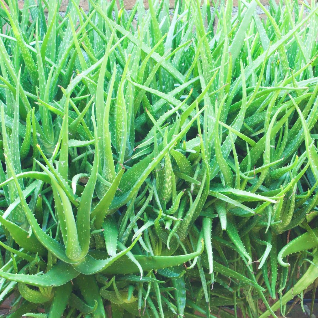 bio aloe vera saft dm Bio Aloe Vera Saft – Natürlicher Vital-Drink für Dich