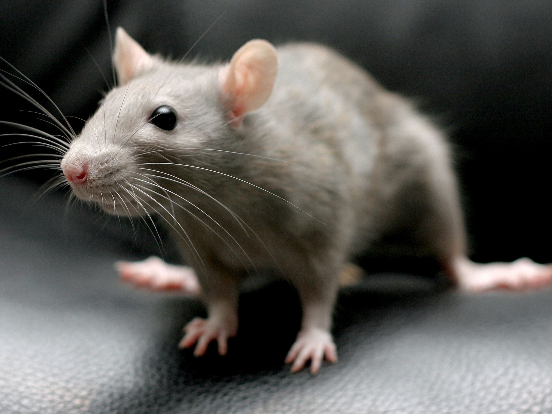 Pet Dumbo Husky Dumbo Adult Fancy Rat Husky Dumbo Rat Outlet, image size:1920x1440