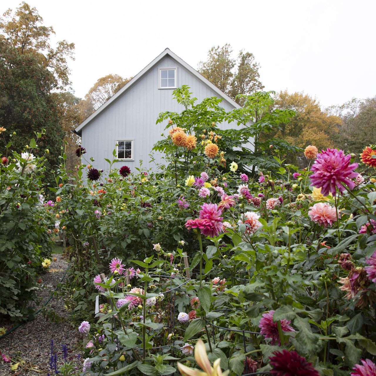 Garden full of dahlias with house in the background
