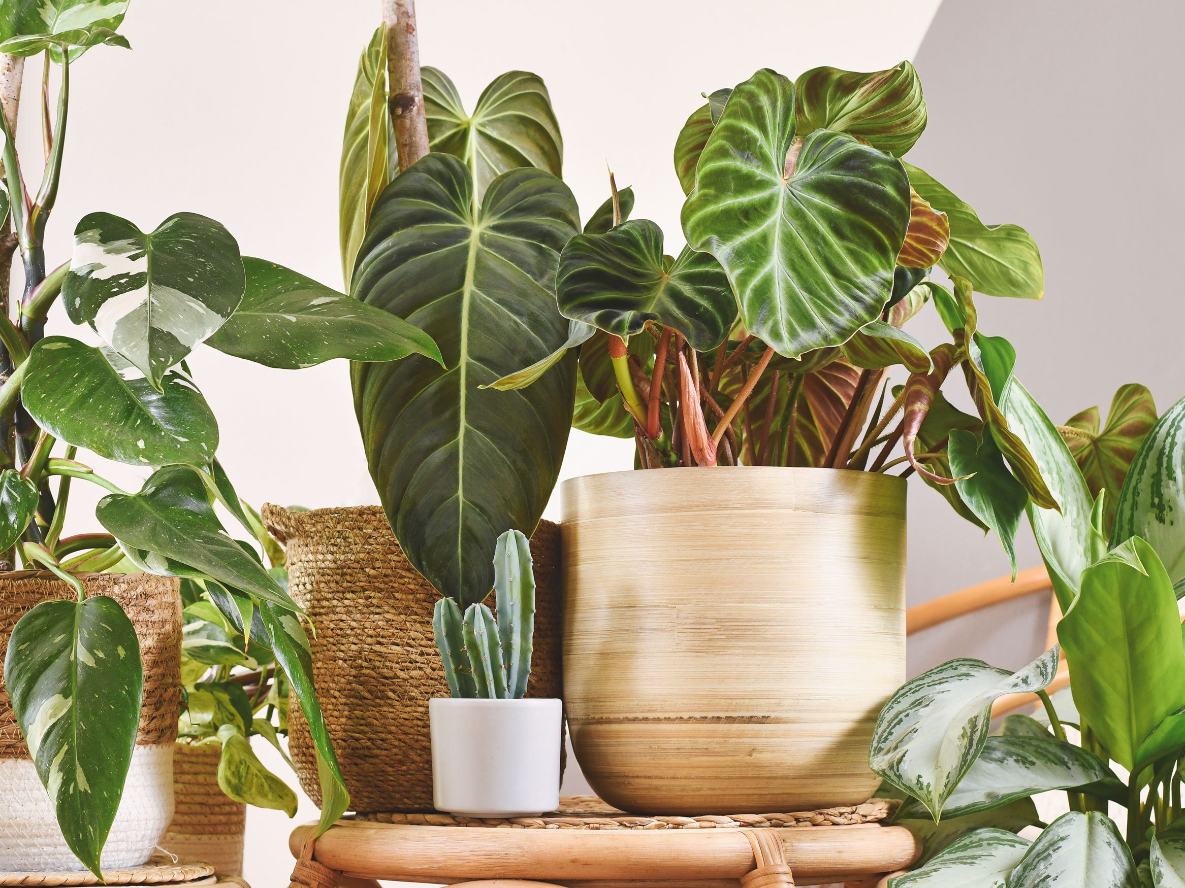 planters for lucky bamboo Lucky Bamboo Tower (3 Levels) in Ceramic Planter – Pulpy Garden main image 1