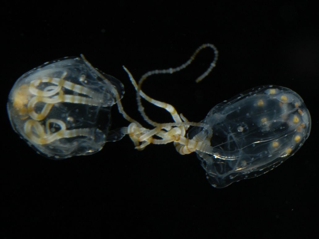 Animal sex: How jellyfish do it | Live Science