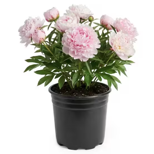 Home Depot, Sarah Bernhardt Peony