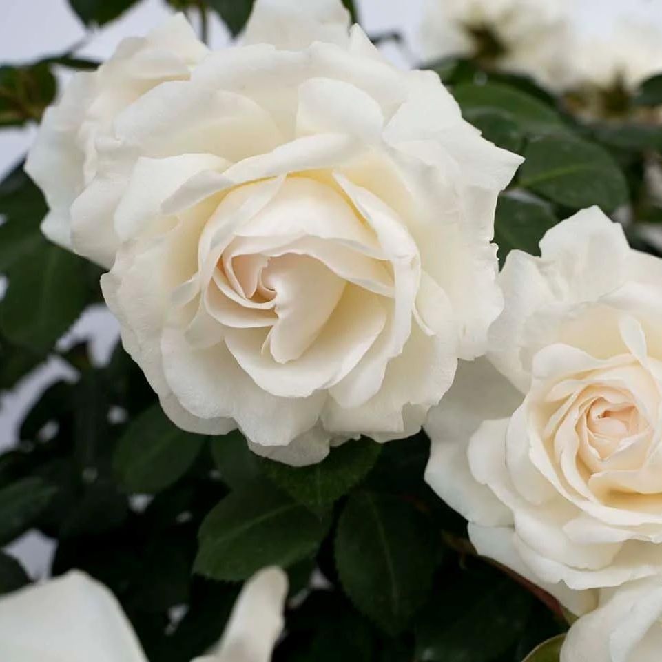 Cloud 10&amp;trade; White Climbing Rose - Live Plant - (1 Qt)