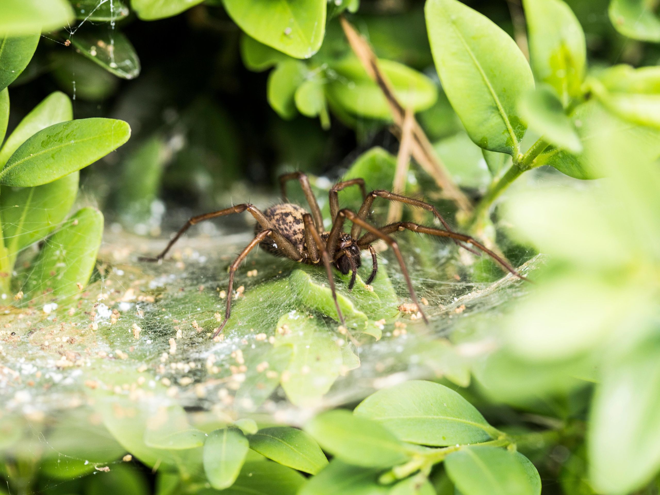 13 ways to keep spiders away: naturally, without killing them | Homes and  Gardens