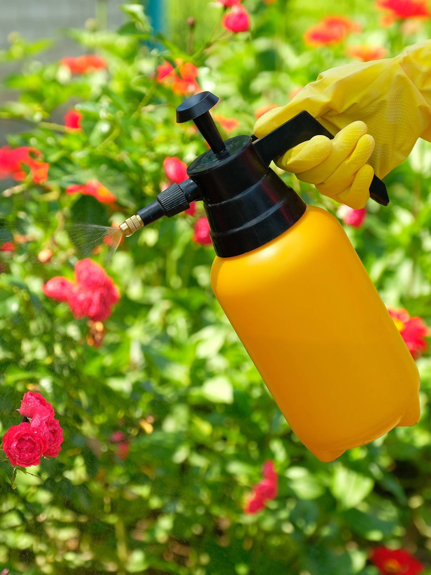 Insecticidal soap spray used on roses