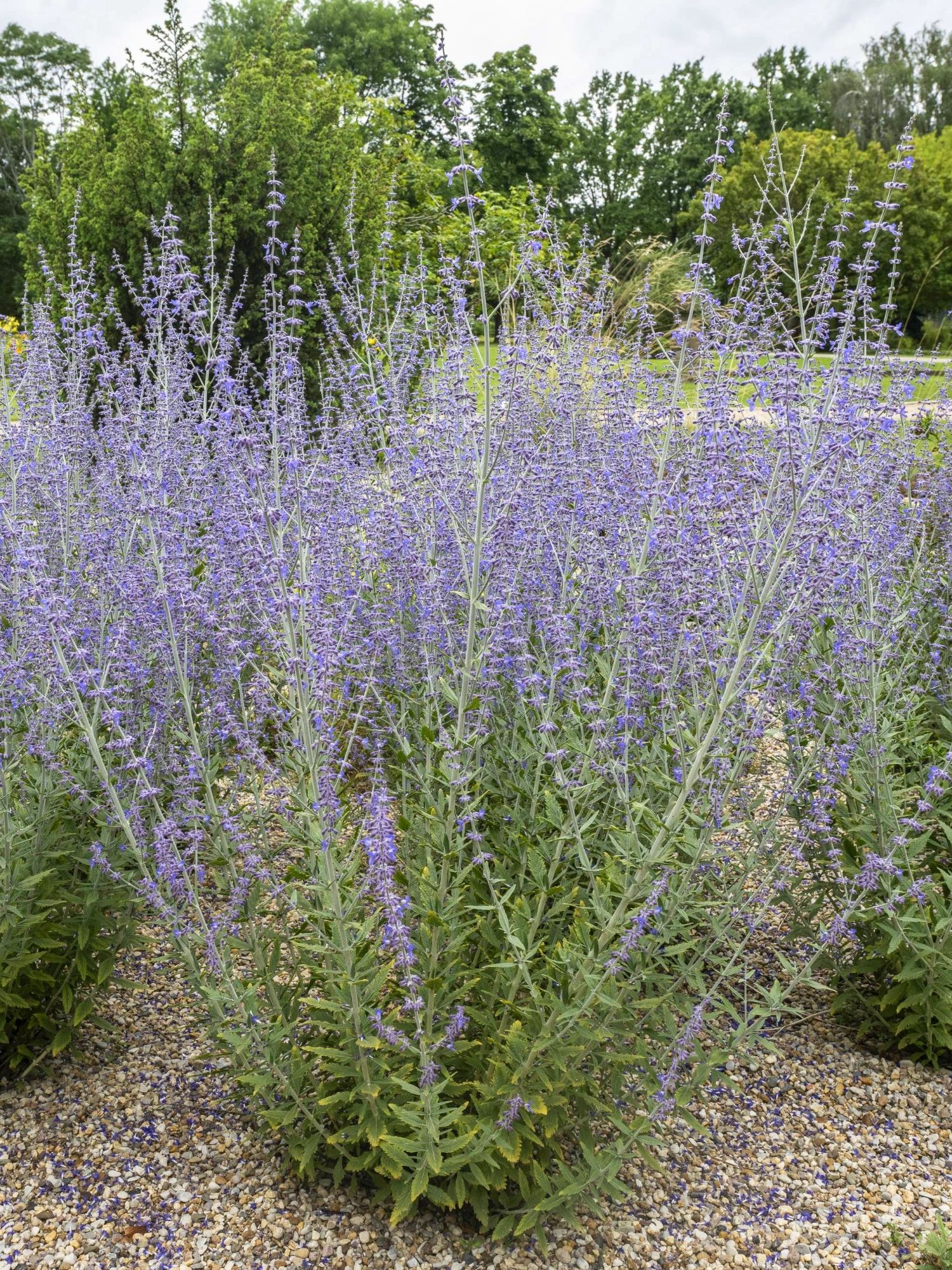 Example of how to prune Russian sage in garden