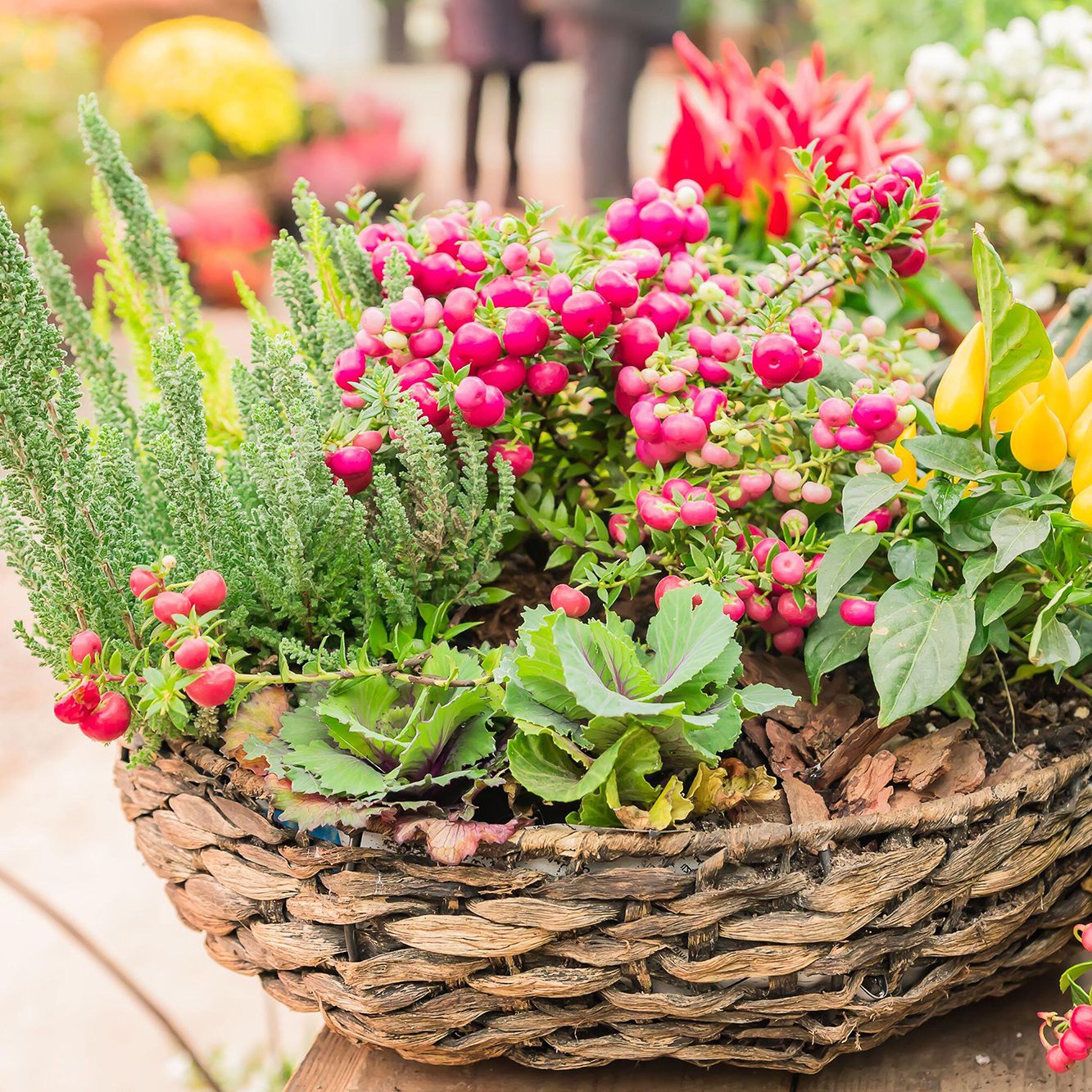 boston fern plant Boston Fern Houseplant | Buy Plants Online | Leaf Envy main image 0