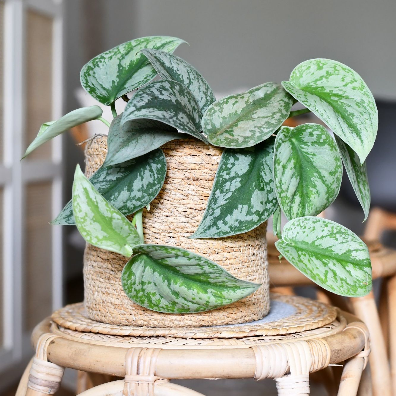 This Once Rare Houseplant is Now Easy to Buy & Even Easier to Care For |  Gardening Know How