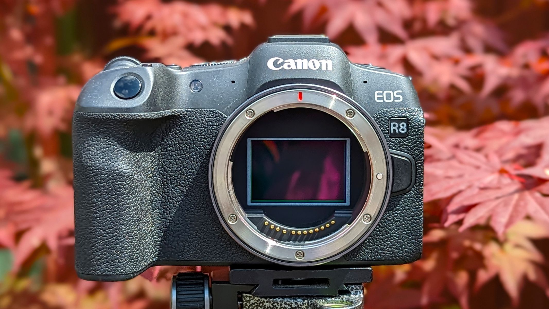 Canon EOS R8 review | Space